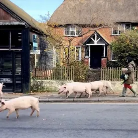 Жители небольшого городка в Англии жалуются на туристов, преследующих свиней ради селфи