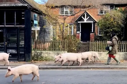 Жители небольшого городка в Англии жалуются на туристов, преследующих свиней ради селфи Жители небольшого городка в Англии жалуются на туристов, преследующих свиней ради селфи