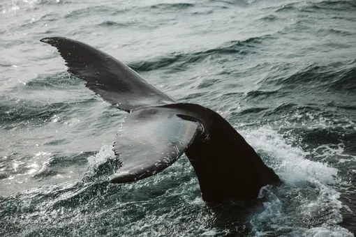В Лондоне спасли детеныша кита. Он застрял в шлюзе реки Темзы