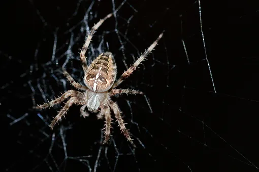 Огромный паук-охотник ночью позвонил в дверь австралийцу