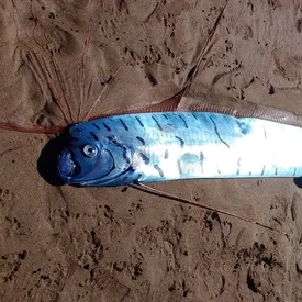 В Тасмании на берег выбросило трехметрового сельдяного короля