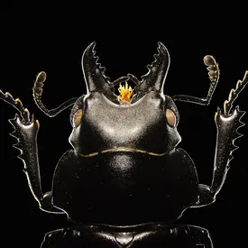 Природа вблизи: 8 лучших снимков конкурса научной фотографии Royal Photographic Society 2019 Природа вблизи: 8 лучших снимков конкурса научной фотографии Royal Photographic Society 2019