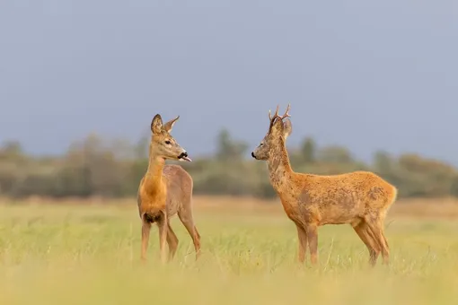 «It's Too Late Roebuck, Too Late.» Roebuck Deer, Estonia