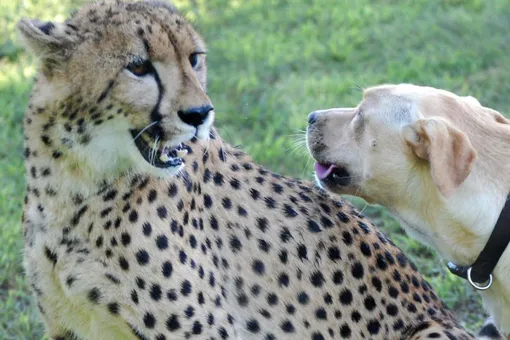 Собака и гепард близко дружат уже 8 лет — они даже не замечают разницу между собой