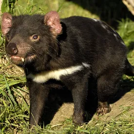 Тасманийских дьяволов выпустили в дикую природу Австралии впервые за 3 тысячи лет