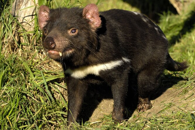 Тасманийских дьяволов выпустили в дикую природу Австралии впервые за 3 тысячи лет
