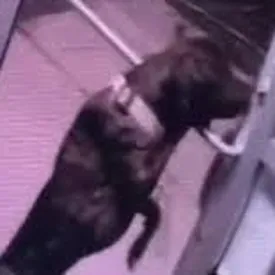 В сети завирусилось видео побега из приюта для животных. Пес подошел к двери, встал на задние лапы и открыл замок