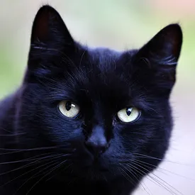 Обсидиан, Пузырик и Сердечко: названы самые редкие клички московских кошек и собак