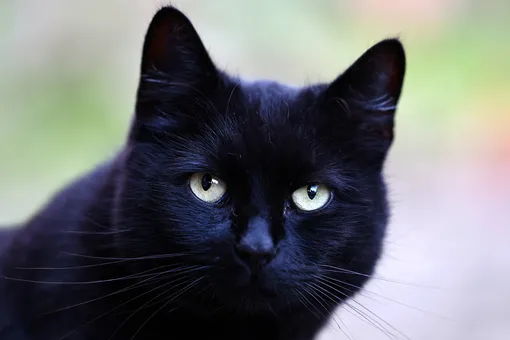 Обсидиан, Пузырик и Сердечко: названы самые редкие клички московских кошек и собак Обсидиан, Пузырик и Сердечко: названы самые редкие клички московских кошек и собак