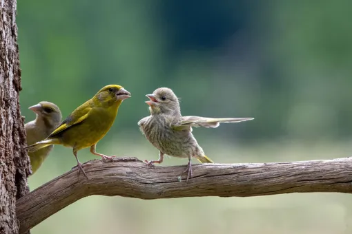 Dispute: A youngster arguing with Dad in Poland's Bialowieza Forest