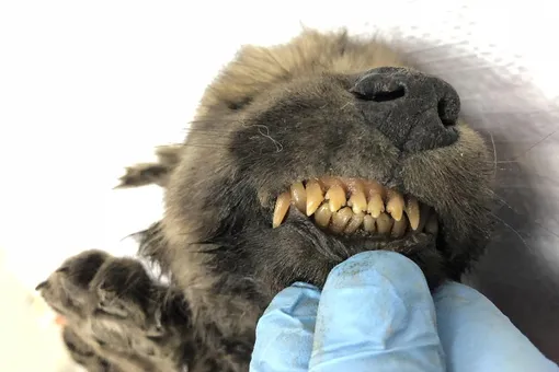 В Якутии нашли останки щенка возрастом 18 тысяч лет. Ученые пытаются выяснить, предком кого он является — собаки или волка