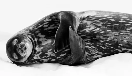«Спать как тюлень Уэдделла»: тюлень Уэдделла спит, крепко прижав к туловищу ласты, в гавани Ларсена на острове Южная Георгия.