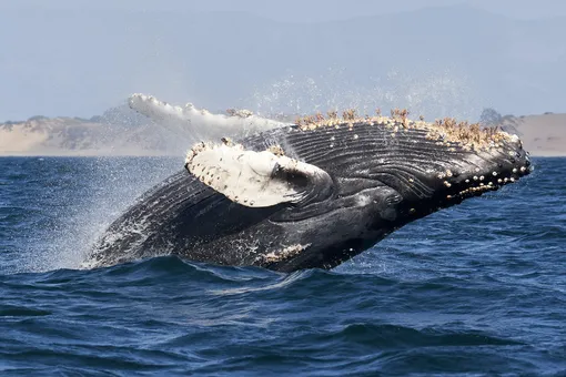 В США кит целиком проглотил аквалангиста. Мужчина выжил и почти не пострадал