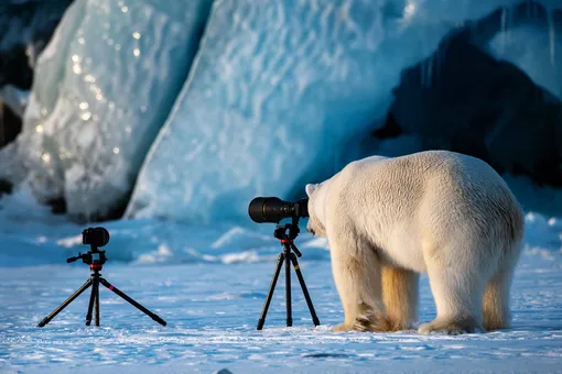 Полярный медведь упражняется в фотографии, Свальбард, Норвегия.
