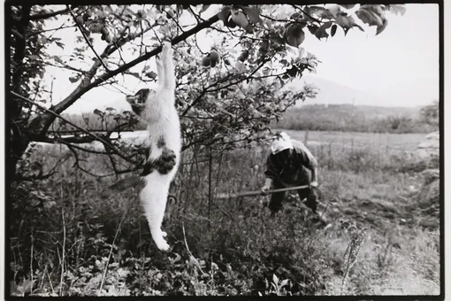 Фотоистория: жизнь одного кота, полностью задокументированная японским фотографом Масахиса Фукасэ