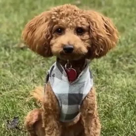 Голдендудль по кличке Чейз спас свою семью от пожара в доме и стал местным героем