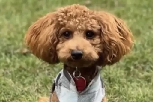 Голдендудль по кличке Чейз спас свою семью от пожара в доме и стал местным героем Голдендудль по кличке Чейз спас свою семью от пожара в доме и стал местным героем