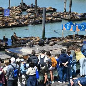 Более тысячи морских львов заполонили пирс в Сан-Франциско