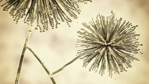 Aspergillus niger