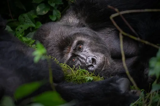 Жителя Уганды приговорили к 11 годам тюрьмы за убийство редкой горной гориллы