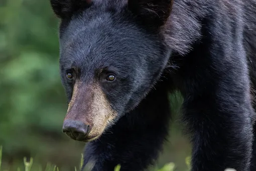В Канаде медведь забрался в машину и выпил 69 банок газировки. Но диетическую он не тронул