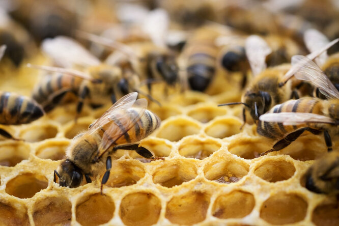 В России зафиксирована массовая гибель пчел. Причиной могло стать неконтролируемое распыление пестицидов
