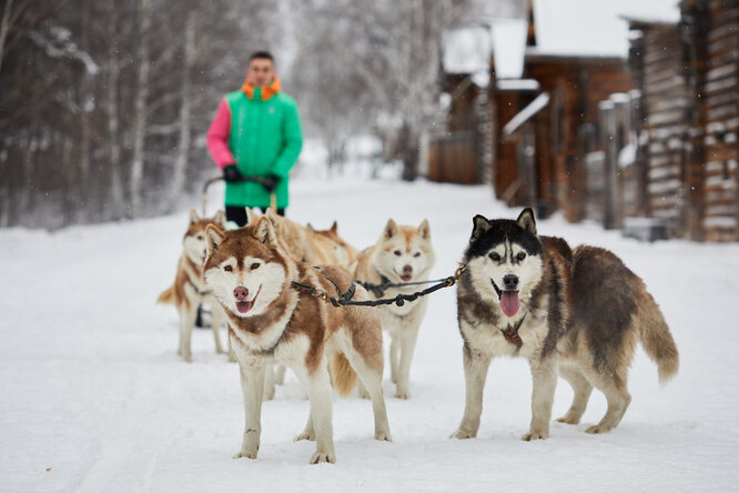 В Иркутской области и Бурятии появилась доставка продуктов собачьими упряжками от «СберМаркета»