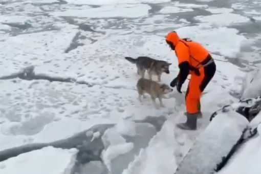 На Камчатке спасли двух собак, несколько дней дрейфовавших на льдине На Камчатке спасли двух собак, несколько дней дрейфовавших на льдине