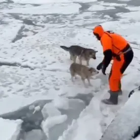 На Камчатке спасли двух собак, несколько дней дрейфовавших на льдине