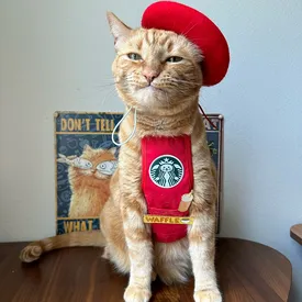 Кошка по кличке Вафля из Калифорнии — настоящая бариста Starbucks! Хозяева потратили $20 тысяч на соответствующий реквизит и униформу для питомца