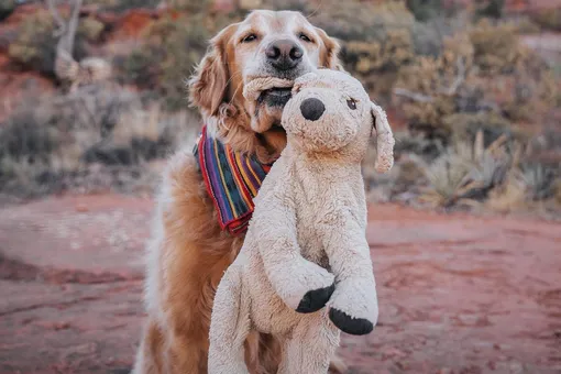 В США собака уже 6 лет в каждый поход берет свою любимую плюшевую игрушку