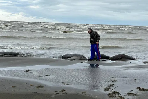 На берегу Каспийского моря в Дагестане обнаружили 2,5 тысячи погибших тюленей На берегу Каспийского моря в Дагестане обнаружили 2,5 тысячи погибших тюленей