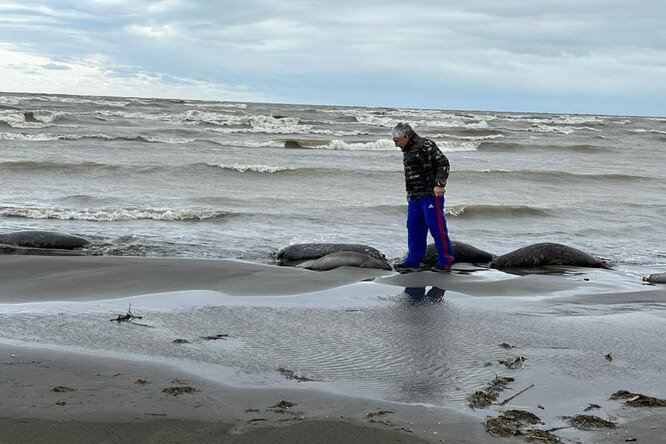 На берегу Каспийского моря в Дагестане обнаружили 2,5 тысячи погибших тюленей