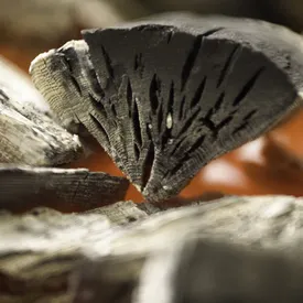 В Пакистане подозреваемых в воровстве заставили пройти по раскаленным углям В Пакистане подозреваемых в воровстве заставили пройти по раскаленным углям