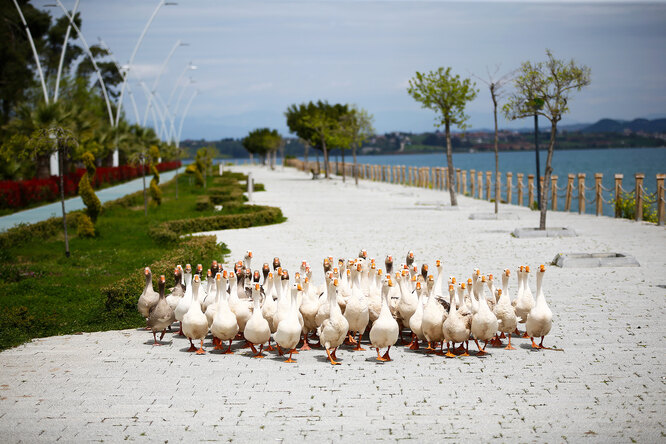 Утки прогуливаются по пустой набережной в городе Адана, Турция