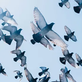 В Великобритании девушка чуть не погибла из-за голубя В Великобритании девушка чуть не погибла из-за голубя