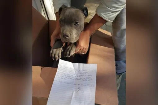 12-летний мальчик оставил своего щенка у порога приюта. В записке он объяснил, что все дело в его жестоком отце