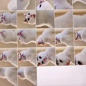 Китаянка оставила айпад без присмотра и нашла в нем сотню селфи своего кота