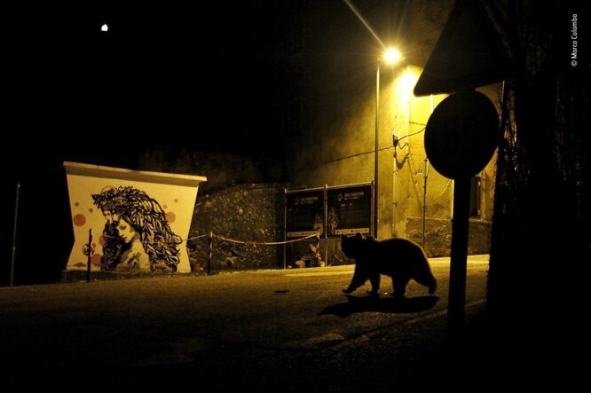 «Животные в городской среде»: Апеннинский бурый медведь разгуливает по улицам ночью. Животное часто вступает в контакт с людьми, совершая набеги на сады и огороды во время подготовки к зимней спячке. Животных часто травят. Сейчас они находятся под угрозой исчезновения.