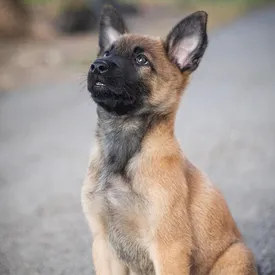 Бельгийская овчарка Сэм готовится к службе в спецназе. Учиться еще 1,5 года, но выправка у него уже как у полицейского