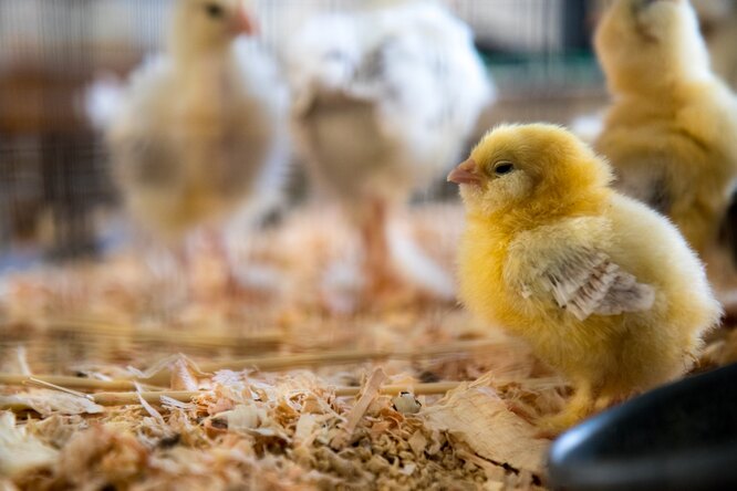 Власти Дании уничтожат 25 тысяч цыплят из-за вспышки птичьего гриппа