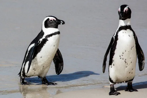 В ЮАР рой пчел до смерти искусал 63 африканских пингвина. Этот вид внесен в Международную Красную книгу