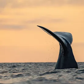 В Таиланде офицер продает 55 кг амбры кашалота общей стоимостью £2,8 млн