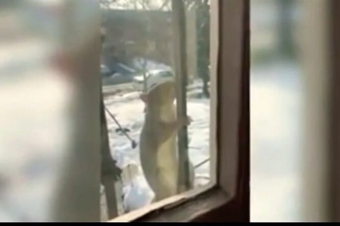 В Нью-Йорке белки неожиданно начали нападать на людей В Нью-Йорке белки неожиданно начали нападать на людей