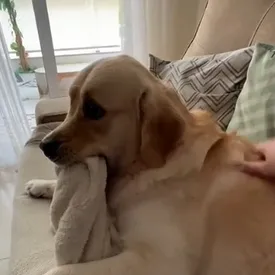 Познакомьтесь с лабрадором Оливером. Очаровательный пес не расстается со своим любимым пледом Познакомьтесь с лабрадором Оливером. Очаровательный пес не расстается со своим любимым пледом