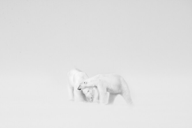 белые медведи