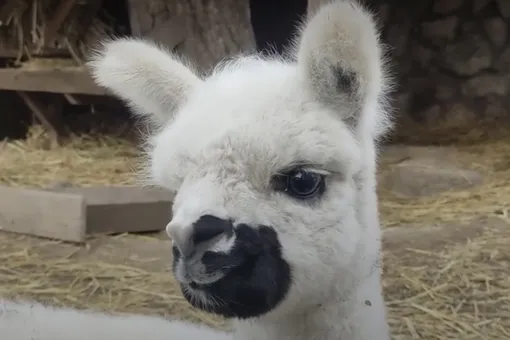 В крымском зоопарке родился альпака с необычным окрасом мордочки, напоминающим маску. Детеныша назвали Стоп Коронавирус