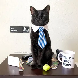 Познакомьтесь с котом Майклом Скоттом. Он работает в офисе Dunderkitten и пьет из кружки «Лучший в мире босс»