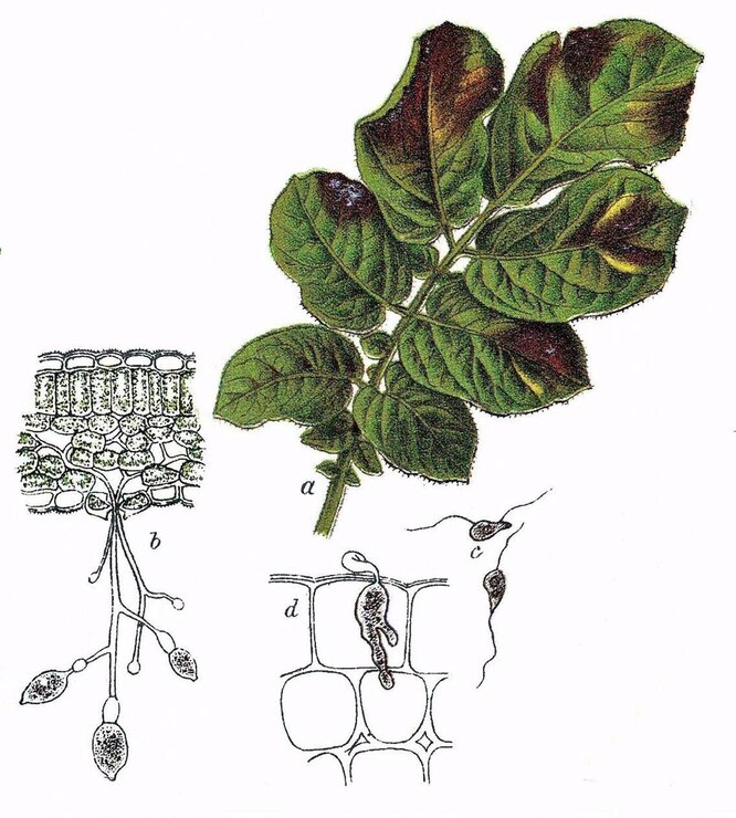 Phytophthora infestans