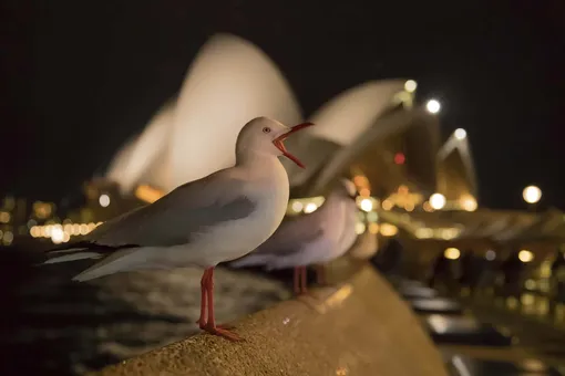 Категория «Садовые и городские птицы», третье место: австралийская чайка, фотограф — Кевин Соуфорд, Великобритания